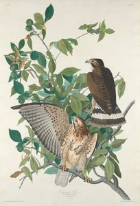 Breitflügelbussard, 1830