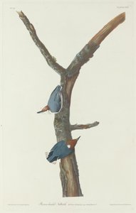 Braunkopfkleiber, 1831