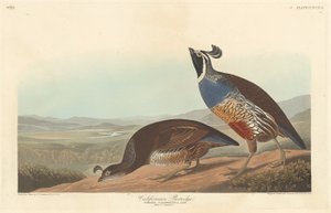 Kalifornischer Rebhuhn, 1838