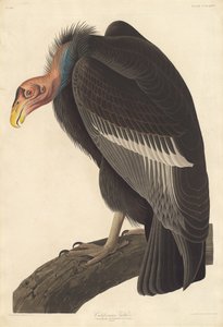 Kalifornischer Geier, 1838