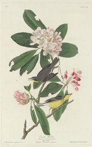 Kanadawaldsänger, 1831