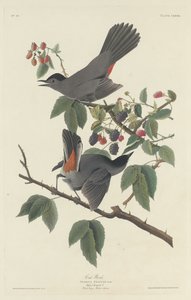 Katzenvogel, 1832 von Robert Havell