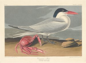 Cayenne-Seeschwalbe, 1835 von Robert Havell