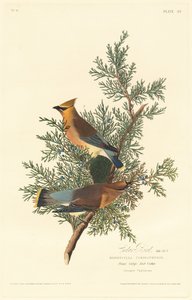 Zedernvogel