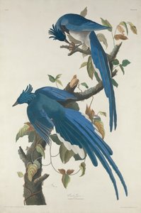 Columbia Jay, 1830 von Robert Havell