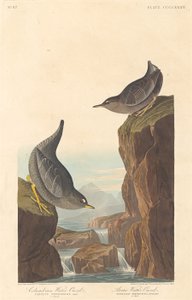 Kolumbianische Wasseramsel und arktische Wasseramsel, 1838
