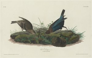 Kuhammer, 1830