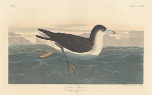 Dunkler Sturmtaucher, 1836