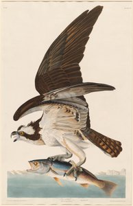 Fischadler, 1830