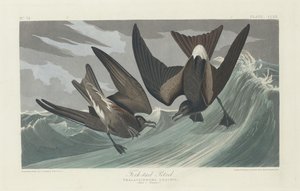 Gabelschwanz-Sturmtaucher, 1835