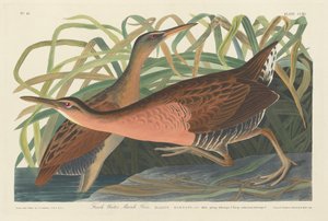 Süßwassersumpfhuhn, 1834
