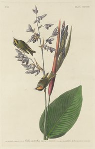 Goldhähnchen von Robert Havell