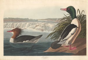 Gänsesäger, 1836