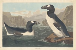 Riesenalk, 1836
