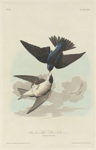 Grün-blauer oder Weißbauch-Schwalbe