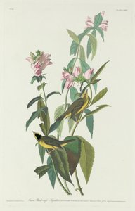 Grün-Schwarz-Kappenfliegenschnäpper, 1831