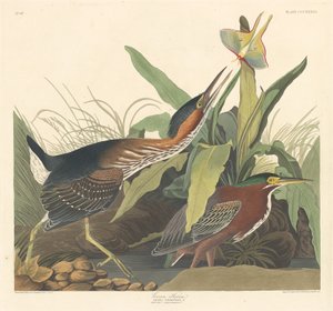 Grüner Reiher, 1836