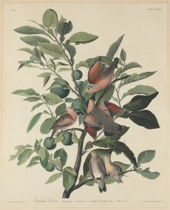Bodentaube, 1833
