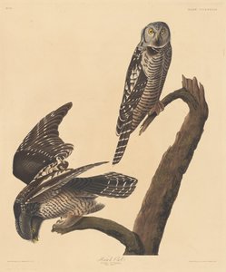 Sperbereule, 1837