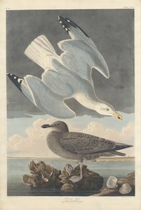 Silbermöwe, 1836 von Robert Havell