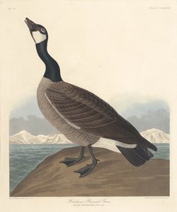 Hutchins Nonnengans, 1835