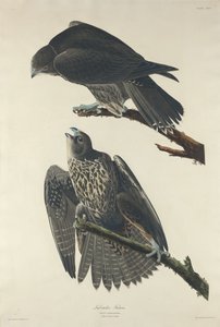 Labradorfalke, 1834 von Robert Havell