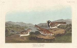 Lapplandspornammer, 1837