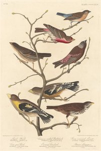 Lazulifink, 1838