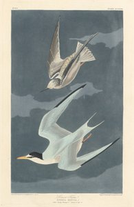 Zwergseeschwalbe, 1836