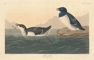 Kleine Alk von Robert Havell