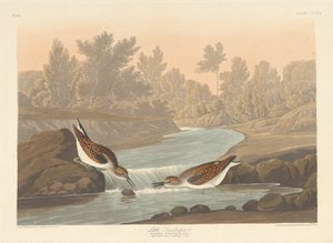 Kleiner Strandläufer, 1836
