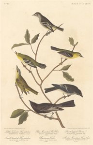 Kleiner Tyrannenfliegenschnäpper, Kleinköpfiger Fliegenschnäpper, Blaugebirgswaldsänger, 1838