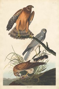 Sumpffalke, 1837