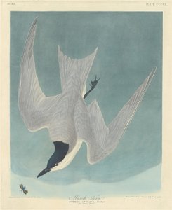 Sumpfseeschwalbe, 1838