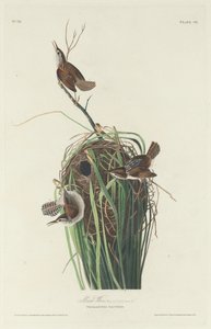 Sumpfzaunkönig, 1830