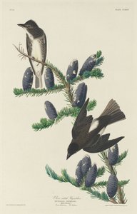 Olivenflankenschnäpper, 1833