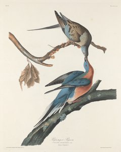 Wandertaube, 1829