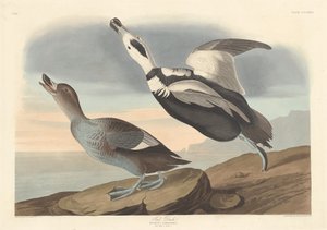 Pied Duck, 1836