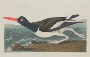 Austernfischer, 1834