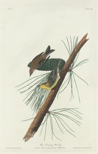 Kriechender Kiefernsänger, 1832