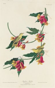 Rathbone-Waldsänger, 1829