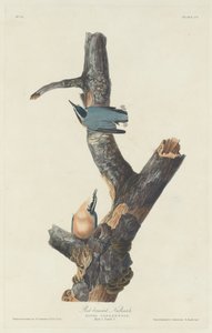 Rotbrustkleiber, 1831