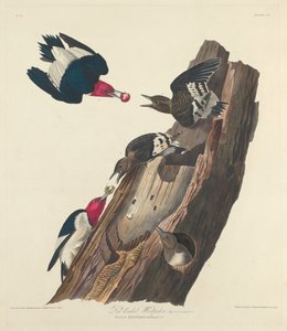 Rotkopf-Specht, 1828