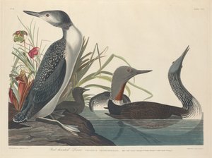 Sterntaucher, 1834
