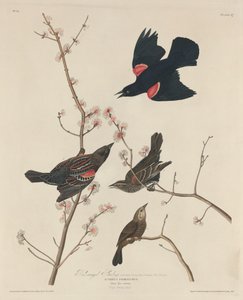 Rotflügelstärling, 1829