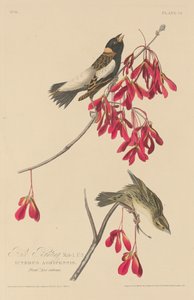 Reisammer, 1829 von Robert Havell