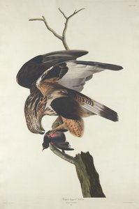Raufußbussard, 1833