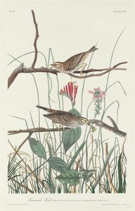 Savannenammer, 1831