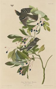Kleiner grün-gekrönter Fliegenschnäpper, 1832