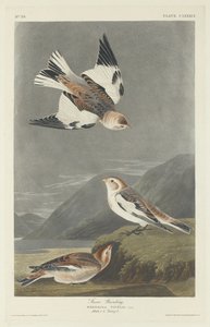 Schneeammer, 1834